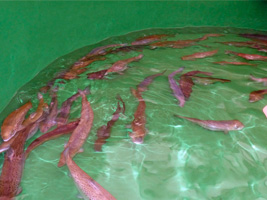 Weibliche Laichfische