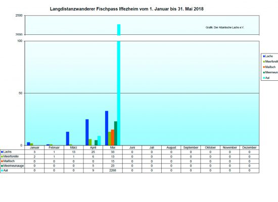 Fischzählung am Fischpass Iffezheim vom 1. Januar bis 31. Mai 2018