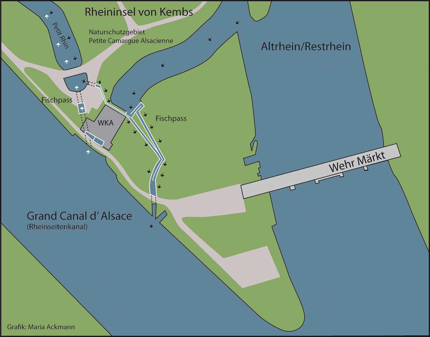 Grafik Rheininsel Kembs mit Wasserkraftwerk und Fischpässen