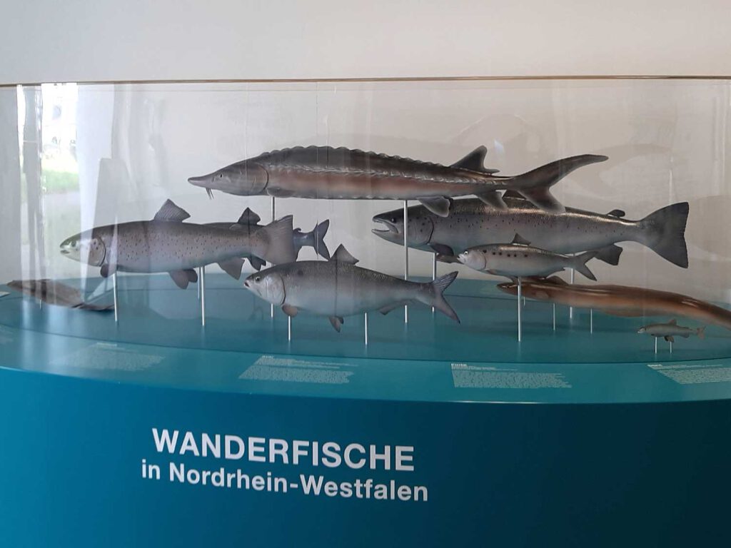 Wissenshaus Wanderfische, Siegburg